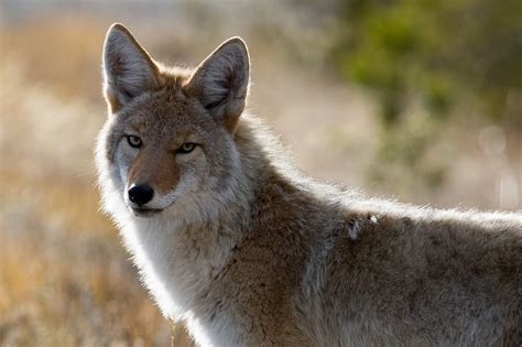 kayotes|Coyote Facts: Habitat, Diet, & Threats 